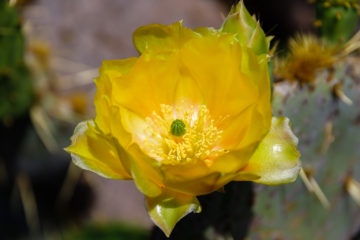 Gelbe Blüte  Guatiza Canarias Spanien by Peter Ehlert in LanzaroteCactus