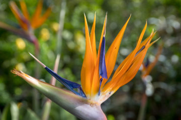 Strelizie  München Bayern Deutschland by Peter Ehlert in MUC-BotGarten