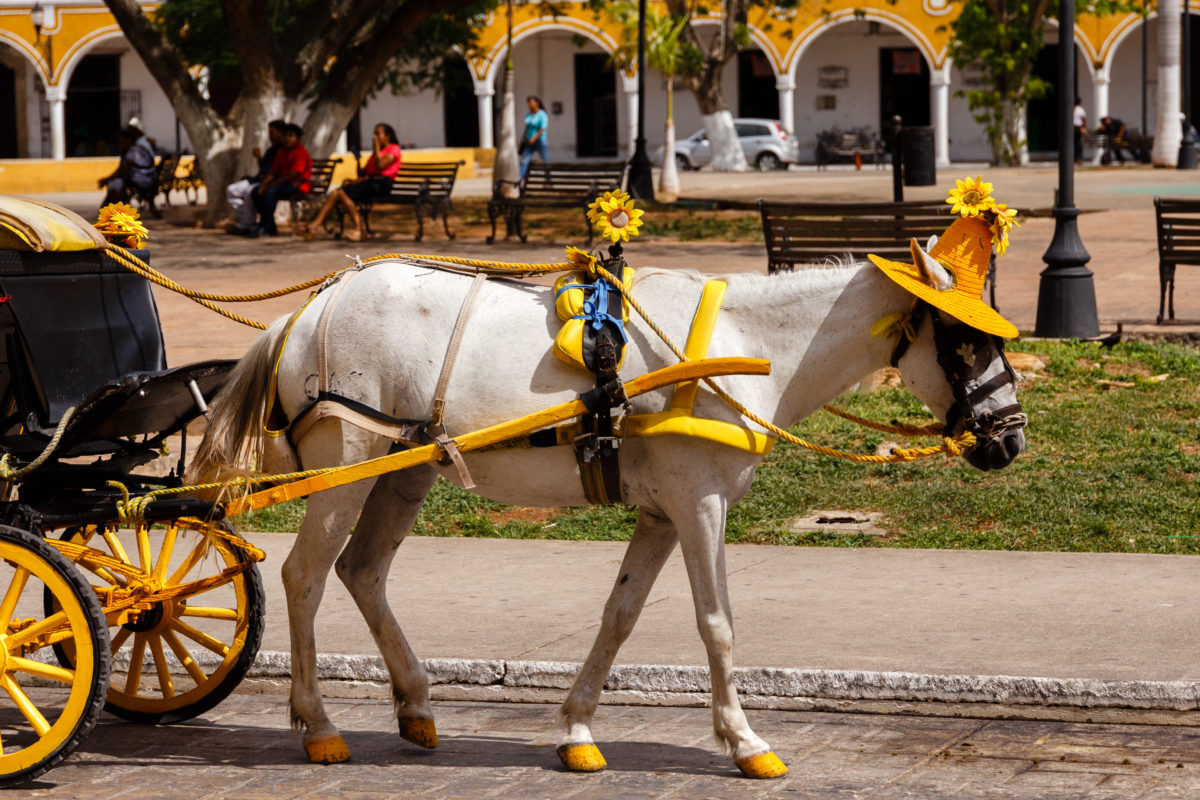 Geschmücktes Gespann by Peter Ehlert in Izamal