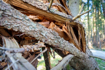 Rohe Gewalt  Odelzhausen Bayern Deutschland by Peter Ehlert in Wald-April