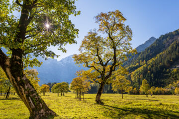 Ahornbäume  Vomp Tirol Österreich by Peter Ehlert in Ahornboden