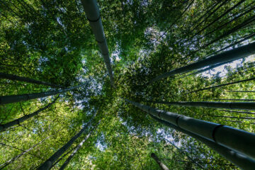 Espace Zen - Zenwald  Générargues Gard Frankreich by Peter Ehlert in Bambouseraie