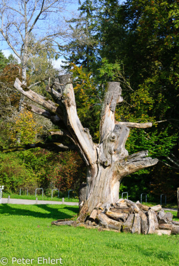 Baumstamm Skulptur  Bernried Bayern Deutschland by Peter Ehlert in Buchheim Museum der Phantasie