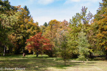 Herbstlaub im Park  Bernried Bayern Deutschland by Peter Ehlert in Buchheim Museum der Phantasie