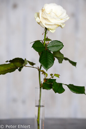 Weiße Rose  Dachau Bayern Deutschland by Peter Ehlert in Gedenkfeier zur Befreiung des KZ Dachau (2015)