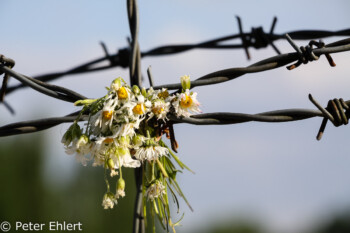 Stacheldrahtzaun und Lampe  Dachau Bayern Deutschland by Peter Ehlert in Nie wieder - plus jamais - never again