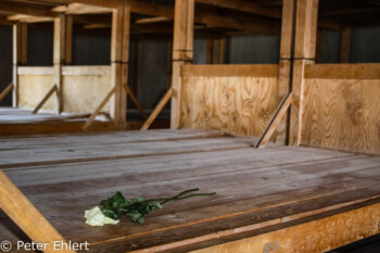 Stockbetten mit weißer Rose  Dachau Bayern Deutschland by Peter Ehlert in Nie wieder - plus jamais - never again