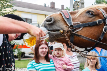 Pferd trinkt Bier  Odelzhausen Bayern Deutschland by Peter Ehlert in 1200 Jahre Odelzhausen