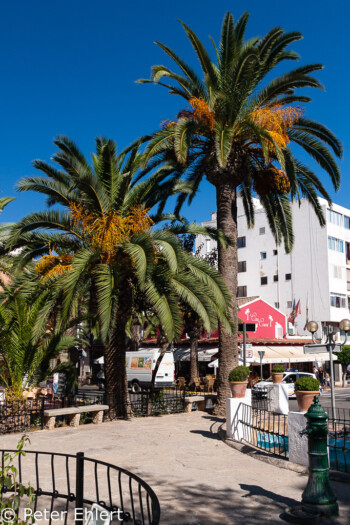 Dattelpalmen  Santa Eularia des Riu Balearische Inseln - Ibiza Spanien by Peter Ehlert in Ibiza - Insel des Lichts