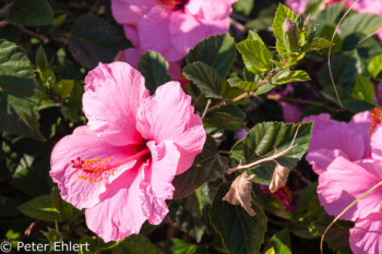 Hibiscus  Santa Eularia des Riu Balearische Inseln - Ibiza Spanien by Peter Ehlert in Ibiza - Insel des Lichts