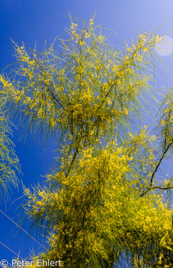 gelb blühender Baum  San Carles Balearische Inseln - Ibiza Spanien by Peter Ehlert in Ibiza - Insel des Lichts