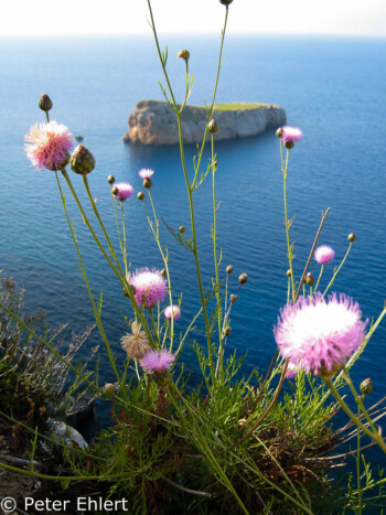 Blume vor S´illa murada  Sant Joan de Labritja Balearische Inseln - Ibiza Spanien by Peter Ehlert in Ibiza - Insel des Lichts