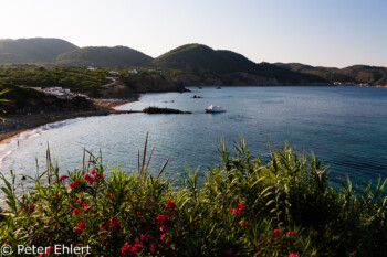 Oleander vor Bucht  Platja es Figueral Balearische Inseln - Ibiza Spanien by Peter Ehlert in Ibiza - Insel des Lichts
