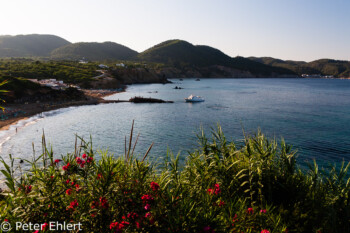 Oleander vor Bucht  Platja es Figueral Balearische Inseln - Ibiza Spanien by Peter Ehlert in Ibiza - Insel des Lichts