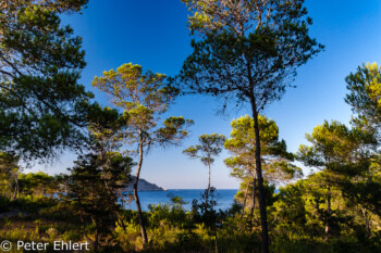 Küstenwald  Platja es Figueral Balearische Inseln - Ibiza Spanien by Peter Ehlert in Ibiza - Insel des Lichts