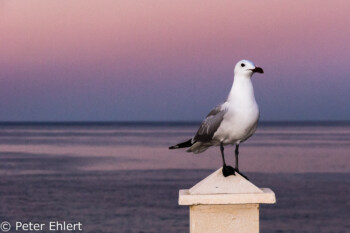 Möve auf Pfosten  Platja es Figueral Balearische Inseln - Ibiza Spanien by Peter Ehlert in Ibiza - Insel des Lichts