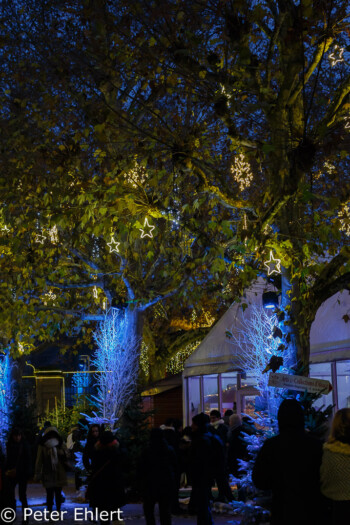 Geschmückte Bäume und Markt  Strasbourg Grand Est Frankreich by Peter Ehlert in Weihnachtsmarkt 2017 Straßburg