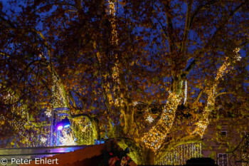 Geschmückter Baum  Strasbourg Grand Est Frankreich by Peter Ehlert in Weihnachtsmarkt 2017 Straßburg