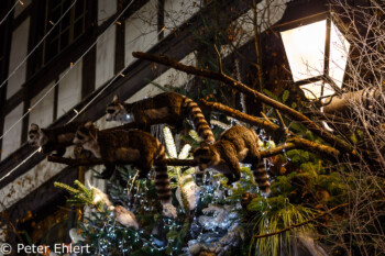 Waschbären Hausdekoration  Strasbourg Grand Est Frankreich by Peter Ehlert in Weihnachtsmarkt 2017 Straßburg