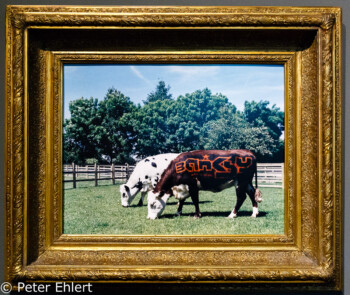 Two Cows  Amsterdam Noord-Holland Niederlande by Peter Ehlert in Banksy und Salvador Dali Ausstellung