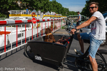 Wartender Radler mit Hund im Lagerfeld Rad  Paris Île-de-France Frankreich by Peter Ehlert in Paris, quer durch die Stadt