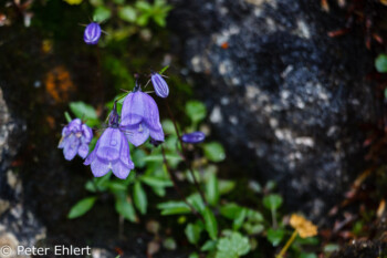 Glockenblume  Berchtesgaden Bayern Deutschland by Peter Ehlert in Berchtesgadener Land