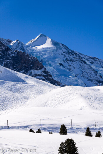 Silberhorn mit Giesengletscher   Bern Schweiz, Swizerland by Peter Ehlert in Eiger-Jungfrau-Aletsch-Grindelwald