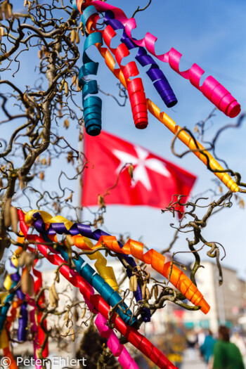 Haselnuß strauch mit bunten Bändern  Salzburg Salzburg Österreich by Peter Ehlert in Salzburg mit Schloss Hellbrunn