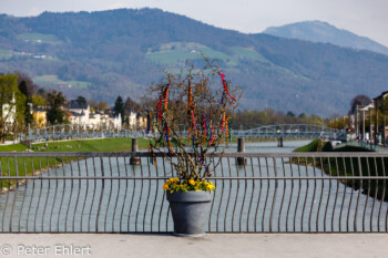 Busch auf Staatsbrücke  Salzburg Salzburg Österreich by Peter Ehlert in Salzburg mit Schloss Hellbrunn