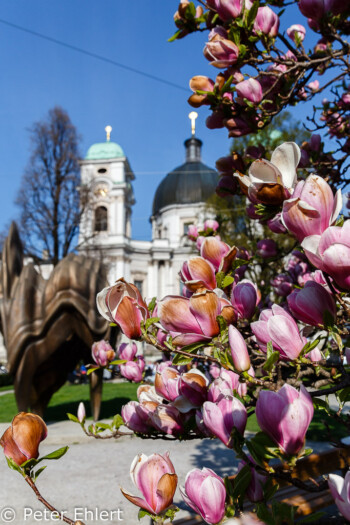 Tulpenmagnolienbaum  Salzburg Salzburg Österreich by Peter Ehlert in Salzburg mit Schloss Hellbrunn