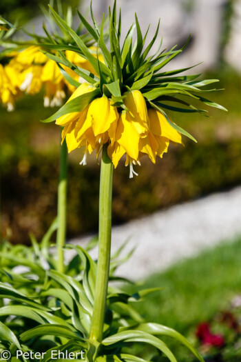 Kaiserkrone (Fritillaria imperialis)  Salzburg Salzburg Österreich by Peter Ehlert in Salzburg mit Schloss Hellbrunn