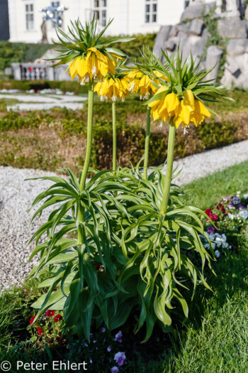 Kaiserkrone (Fritillaria imperialis)  Salzburg Salzburg Österreich by Peter Ehlert in Salzburg mit Schloss Hellbrunn