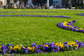 Hornveilchen auf Rasen  Salzburg Salzburg Österreich by Peter Ehlert in Salzburg mit Schloss Hellbrunn