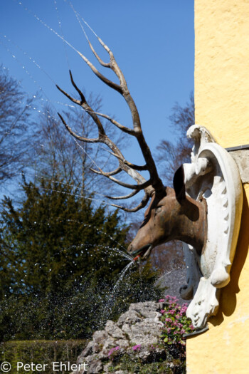 Spritzender Hirsch  Salzburg Salzburg Österreich by Peter Ehlert in Salzburg mit Schloss Hellbrunn