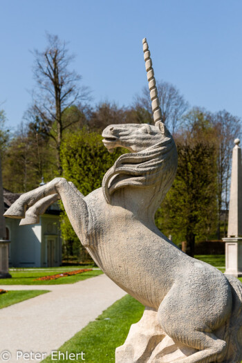 Einhorn  Salzburg Salzburg Österreich by Peter Ehlert in Salzburg mit Schloss Hellbrunn