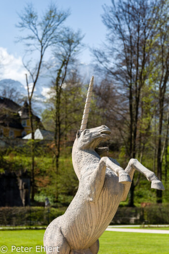 Einhorn  Salzburg Salzburg Österreich by Peter Ehlert in Salzburg mit Schloss Hellbrunn