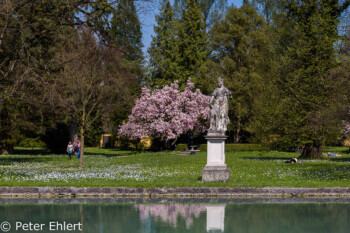 See mit Statue und blühender Magnolie  Salzburg Salzburg Österreich by Peter Ehlert in Salzburg mit Schloss Hellbrunn