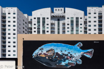 Fisch Gemälde an Hauswand  Las Vegas Nevada USA by Peter Ehlert in Las Vegas Downtown