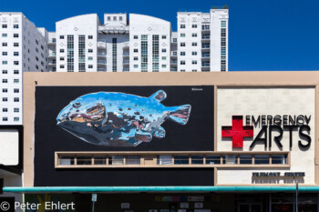 Emergency Arts Fisch an Hauswand  Las Vegas Nevada USA by Peter Ehlert in Las Vegas Downtown