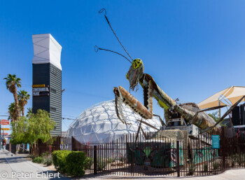 The Mantis - die Gottesanbeterin  Las Vegas Nevada USA by Peter Ehlert in Las Vegas Downtown