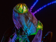 The Mantis - die Gottesanbeterin  Las Vegas Nevada  by Peter Ehlert in Las Vegas Downtown