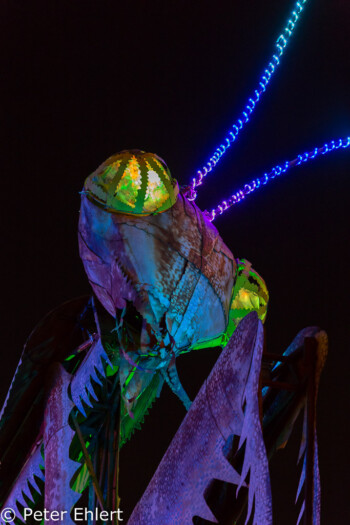 The Mantis - die Gottesanbeterin  Las Vegas Nevada  by Peter Ehlert in Las Vegas Downtown