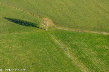 Baum aus Vogelperspektive  Gmund Bayern Deutschland by Peter Ehlert in Ballonfahrt im Winter