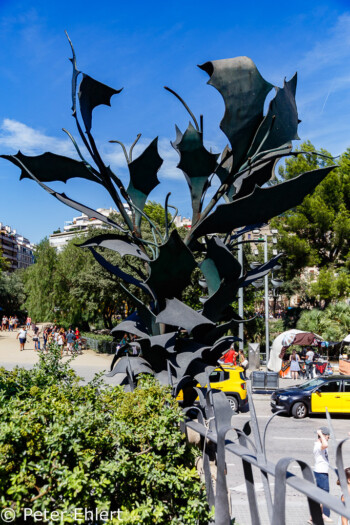 Metall Ilex (Stechpalme) Zaum  Barcelona Catalunya Spanien by Peter Ehlert in Barcelonas Kirchen