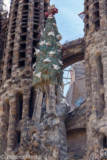 Baum mit Tauben  Barcelona Catalunya Spanien by Peter Ehlert in Barcelonas Kirchen