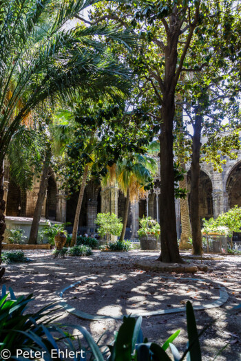 Innenhof des Kreuzgangs mit Palmen  Barcelona Catalunya Spanien by Peter Ehlert in Barcelonas Kirchen