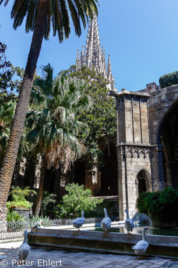 Innenhof des Kreuzgangs  Barcelona Catalunya Spanien by Peter Ehlert in Barcelonas Kirchen