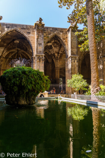 Gänsebecken  Barcelona Catalunya Spanien by Peter Ehlert in Barcelonas Kirchen