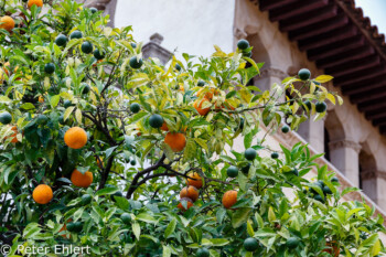 Orangenbaum  Barcelona Catalunya Spanien by Peter Ehlert in Barcelona Stadtrundgang