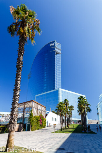 W Hotel mit Palme  Barcelona Catalunya Spanien by Peter Ehlert in Barcelona Stadtrundgang